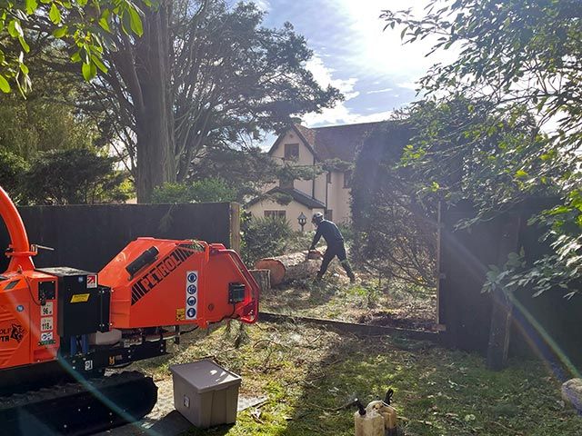 Tree felling and removal
