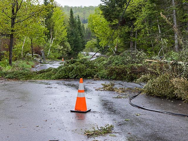 Fallen tree blocking road