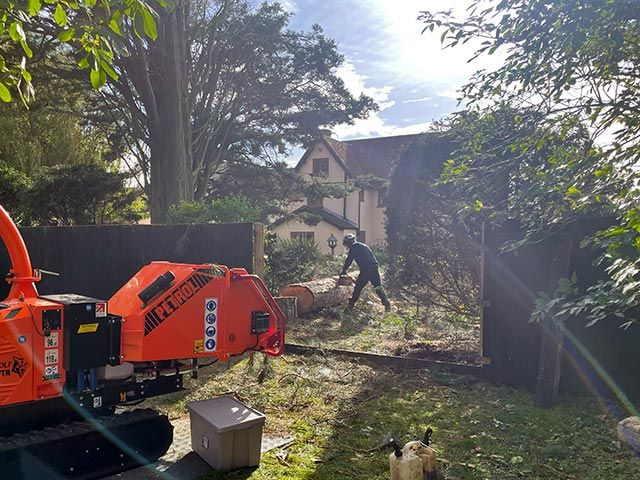 Tree felling services