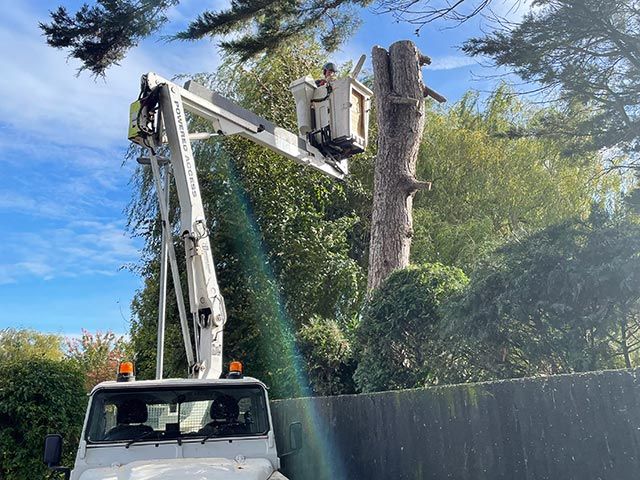 Removal of trees