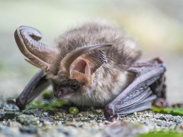 Bat surveys in trees and woodland