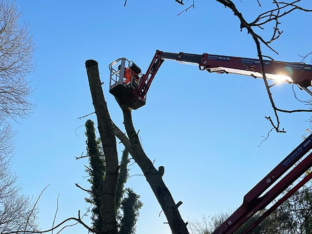 Section Tree Felling